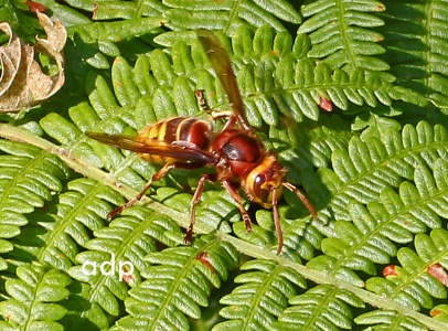 Hornet (Vespa crabro) Alan Prowse